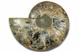 Cut & Polished Ammonite Fossil (Half) - Madagascar #359553-1